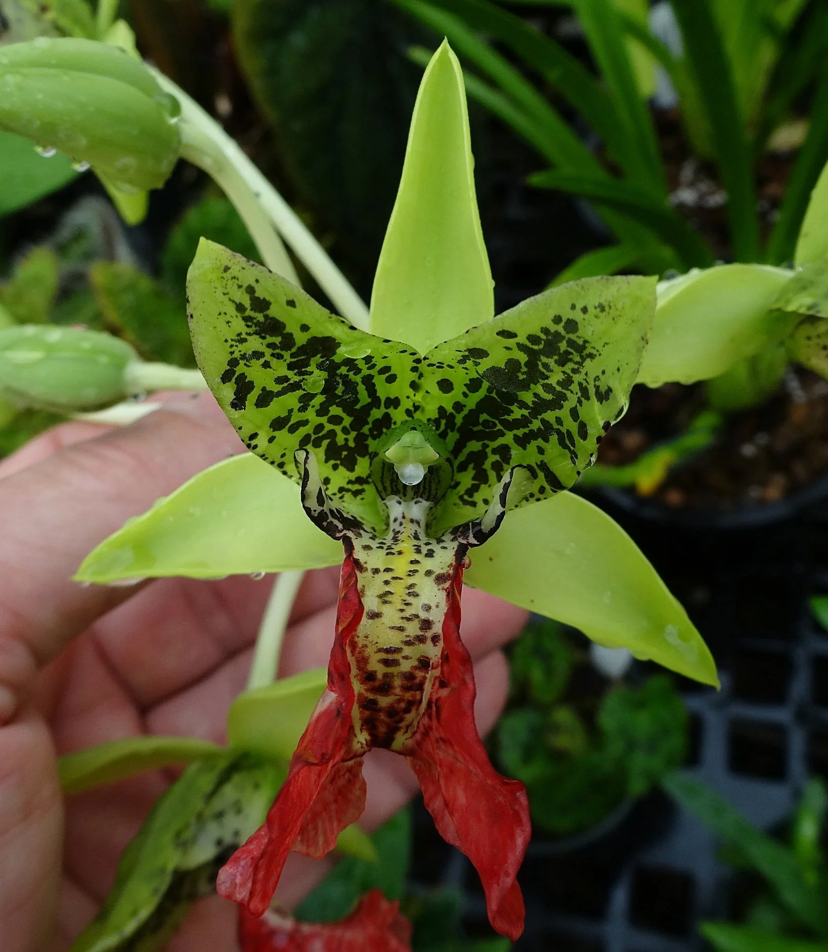 Platycerium madagascariense - Waffles and Dream — Exotica Esoterica